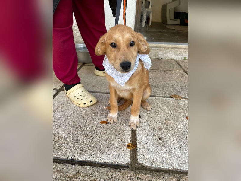 Adonis - aktiv, verspielt und neugierig