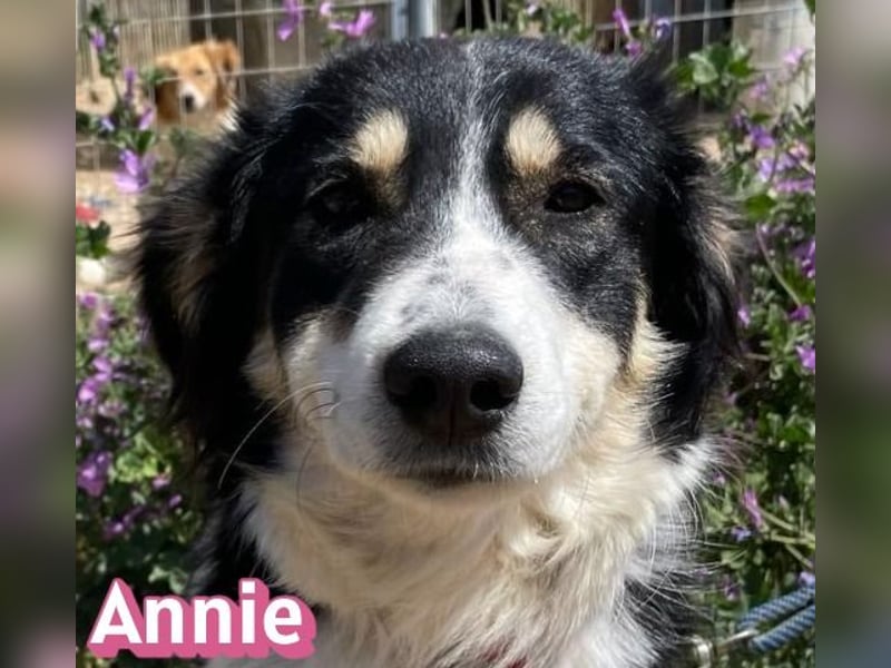 Annie, 04/25 - süßes Wuschelchen sucht Körbchen