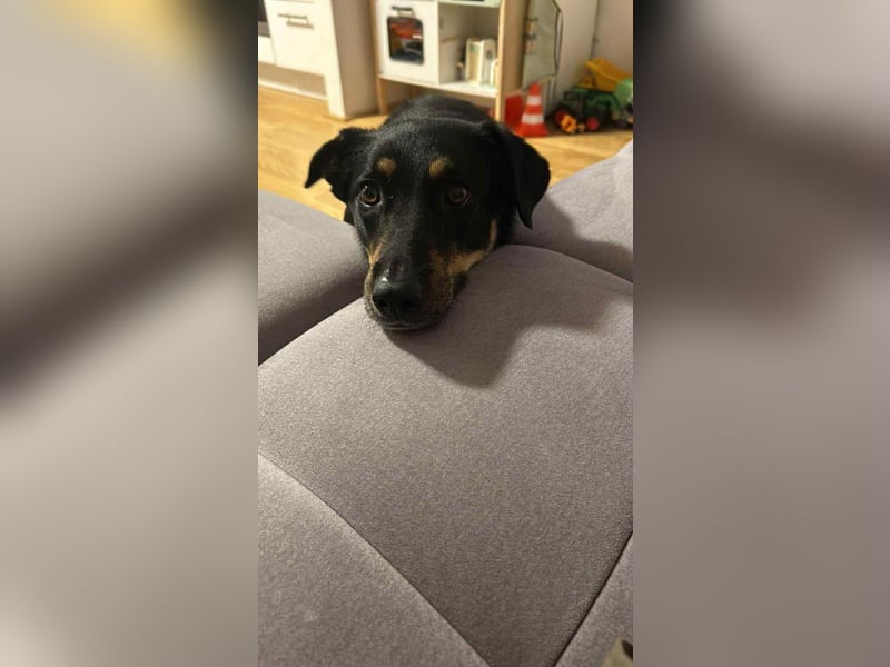 Intelligente Fanny sucht neues Zuhause