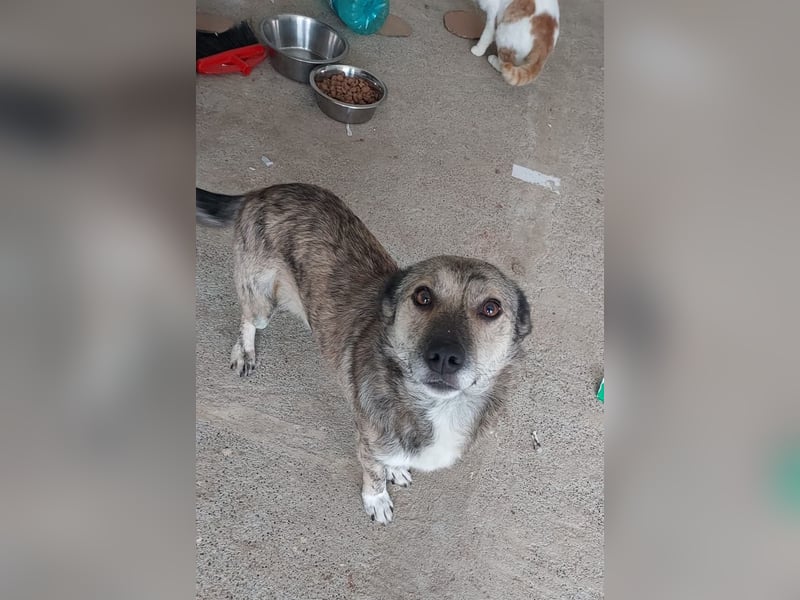 Sanfter Sammy sucht liebevolles Zuhause