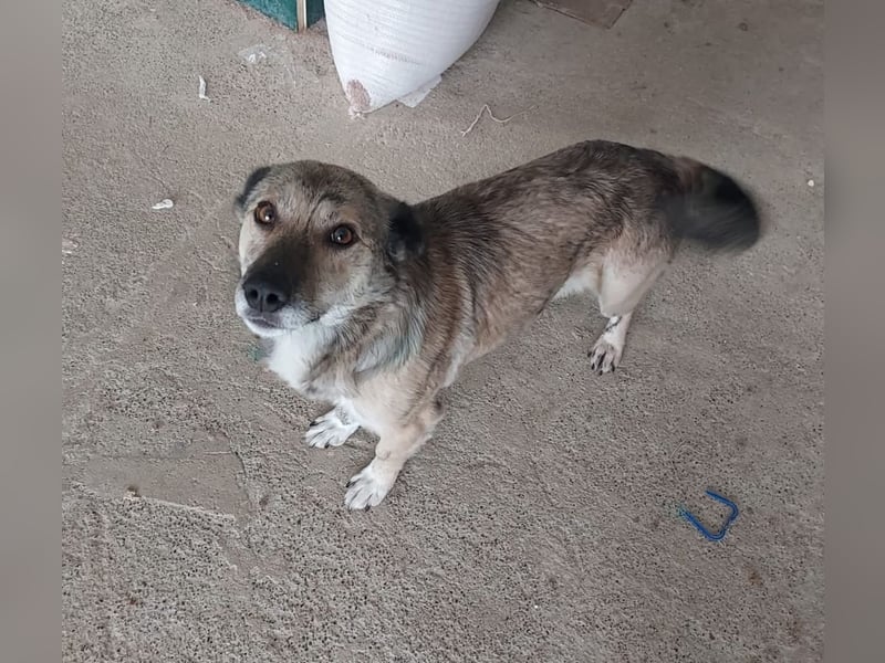 Sanfter Sammy sucht liebevolles Zuhause