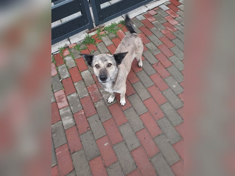 Sanfter Sammy sucht liebevolles Zuhause