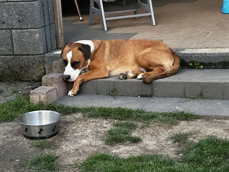 Chiko sucht sein Für immer Zuhause