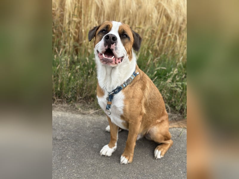 Chiko sucht sein Für immer Zuhause