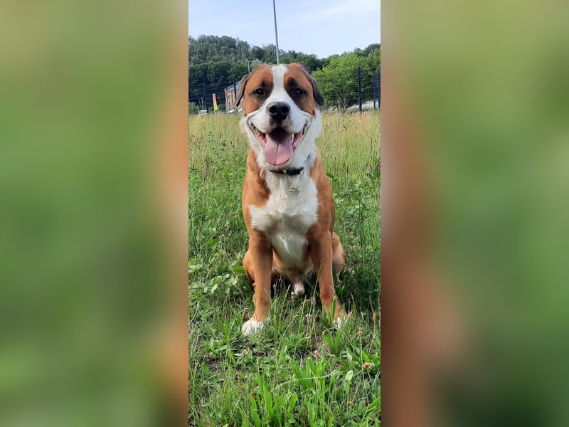 Chiko sucht sein Für immer Zuhause