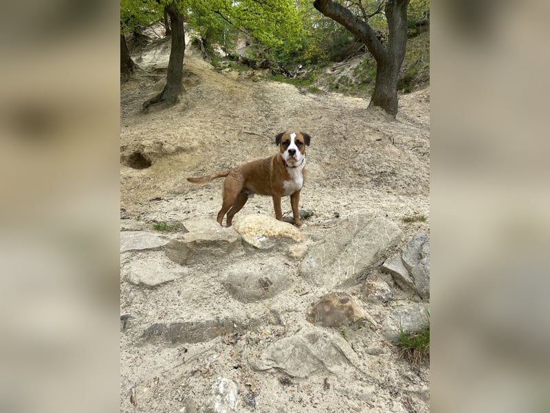 Chiko sucht sein Für immer Zuhause