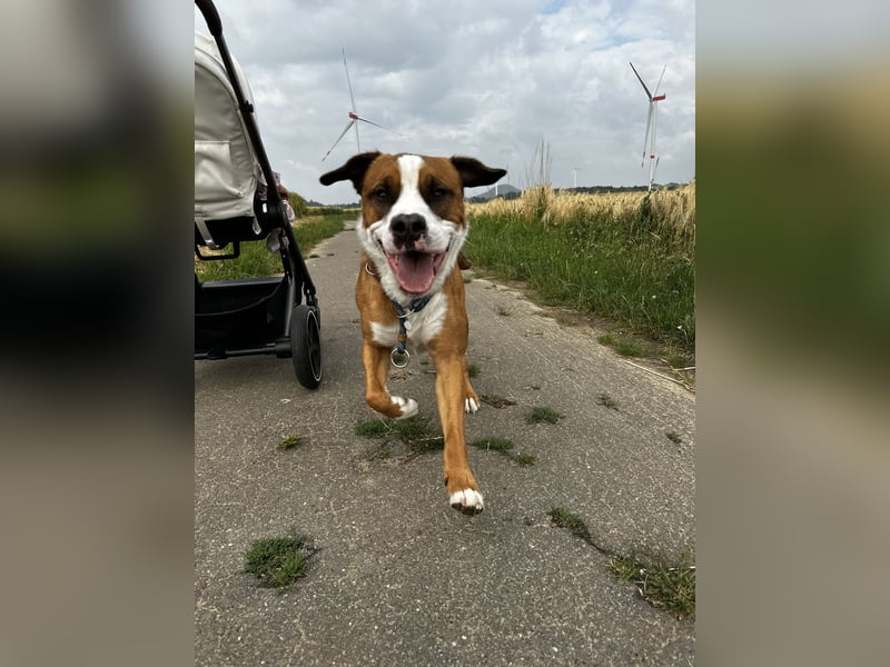 Chiko sucht sein Für immer Zuhause