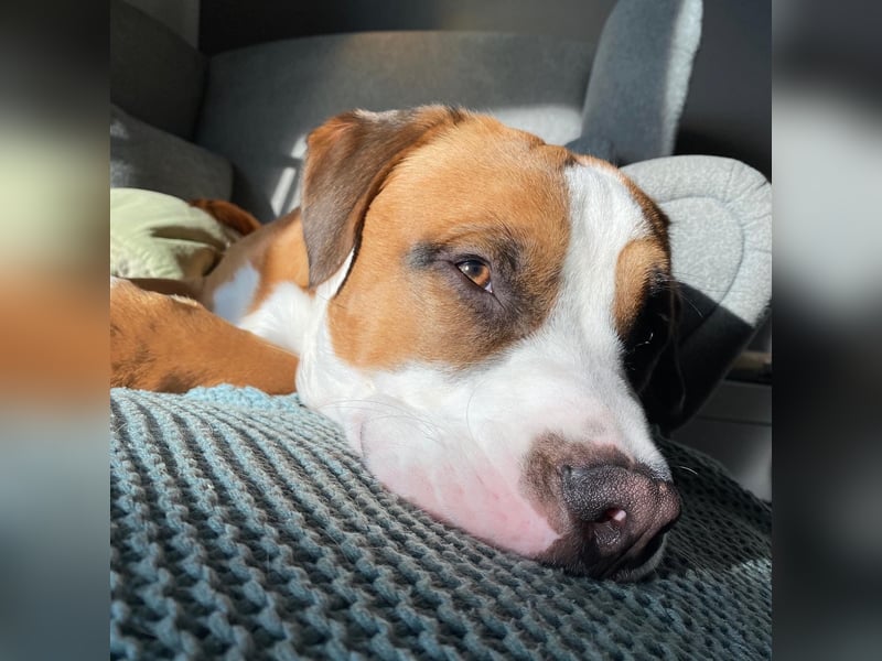 Chiko sucht sein Für immer Zuhause