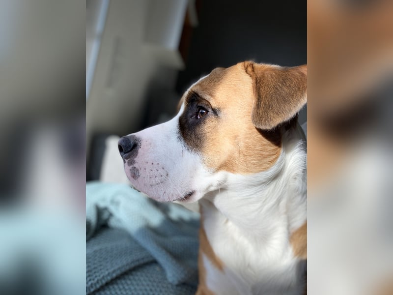 Chiko sucht sein Für immer Zuhause