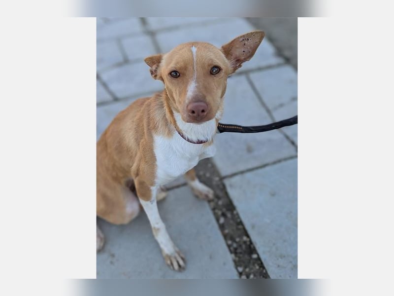 Abril (T0) süße Maus sucht ein ruhiges Zuhause