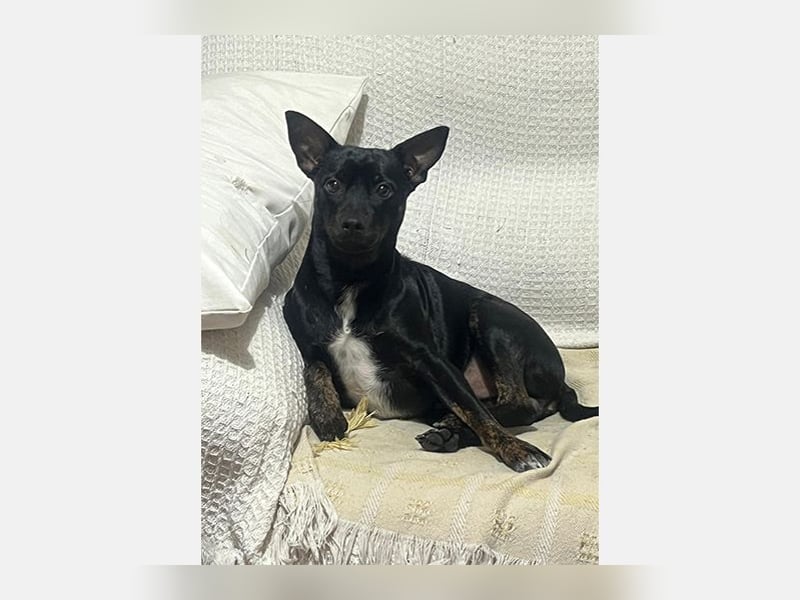 Marco (TO) bildhübscher, lebhafter und liebevoller junger Bube