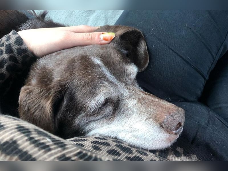 Cori - CR der ideale Hund für Senioren