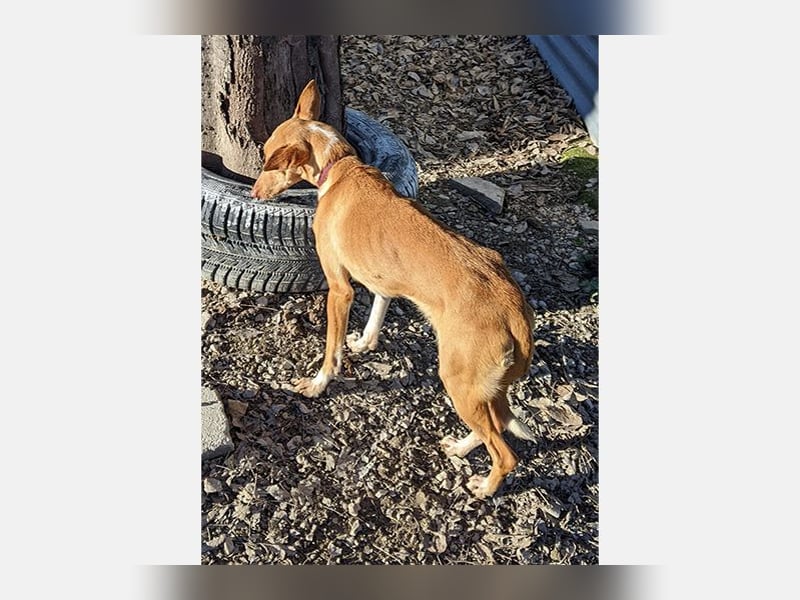 Abril (T0) süße Maus sucht ein ruhiges Zuhause