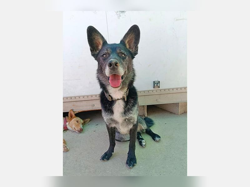 Yaki (LR) überaus freundlicher Familienhund