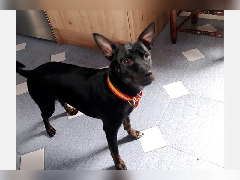 Marco (TO) bildhübscher, lebhafter und liebevoller junger Bube