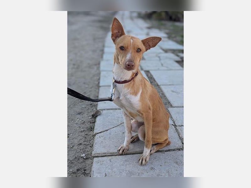 Abril (T0) süße Maus sucht ein ruhiges Zuhause