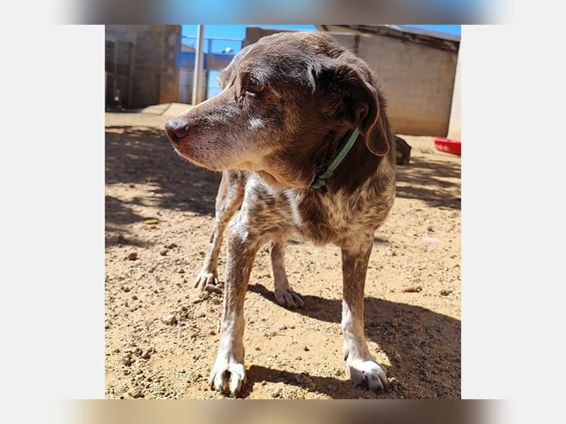 Cori - CR der ideale Hund für Senioren