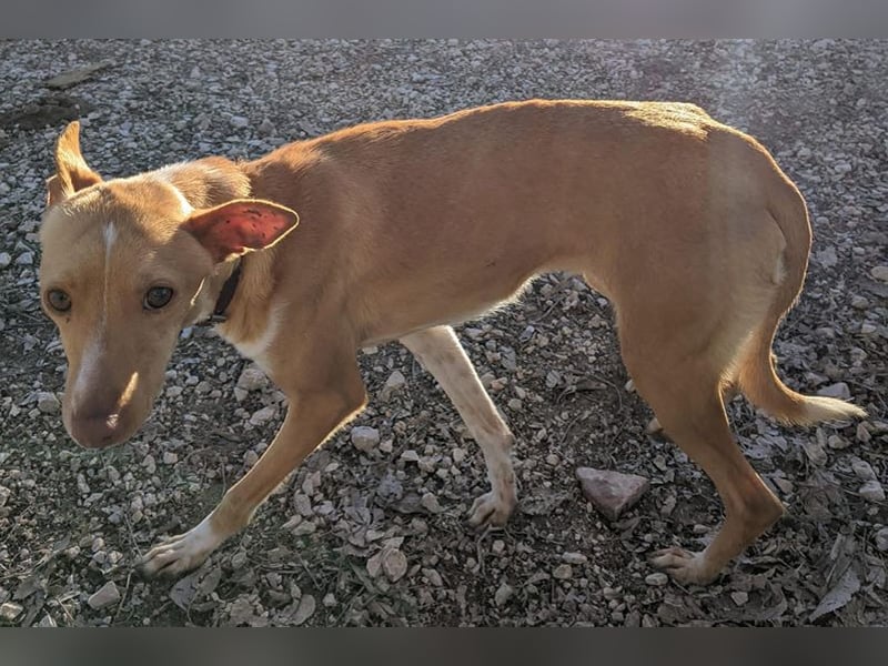 Abril (T0) süße Maus sucht ein ruhiges Zuhause