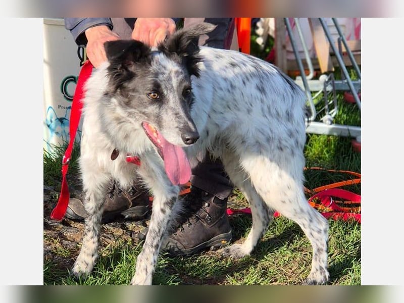 Blue(M) Agiler junger Hund, der Spaß am Leben hat