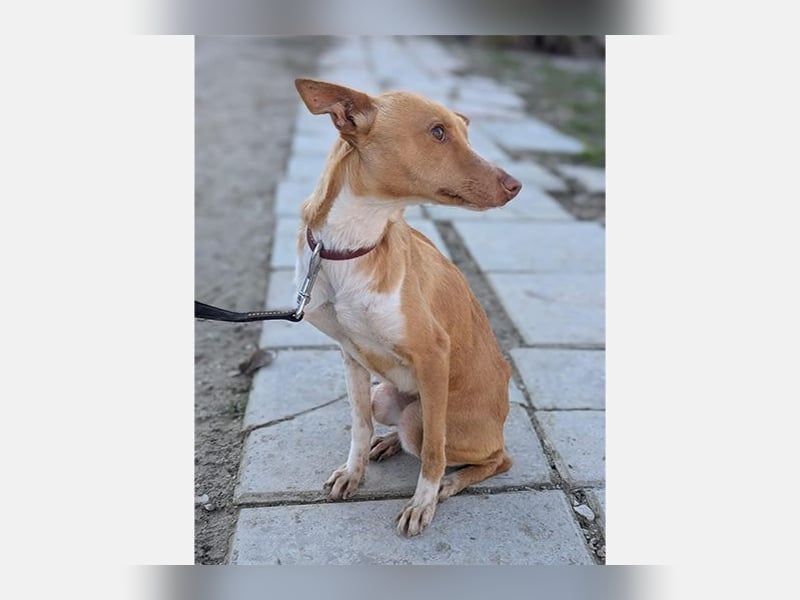 Abril (T0) süße Maus sucht ein ruhiges Zuhause