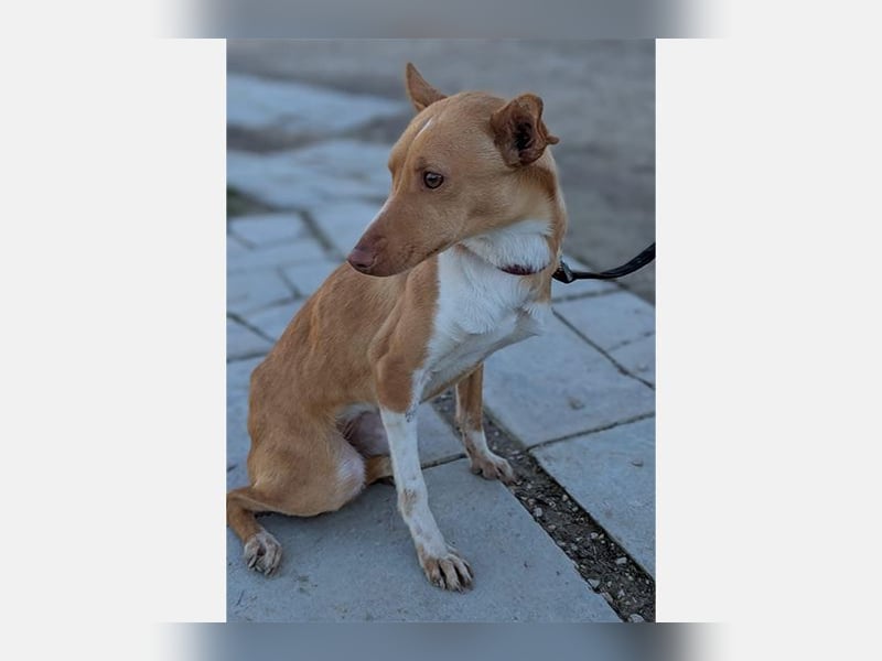 Abril (T0) süße Maus sucht ein ruhiges Zuhause