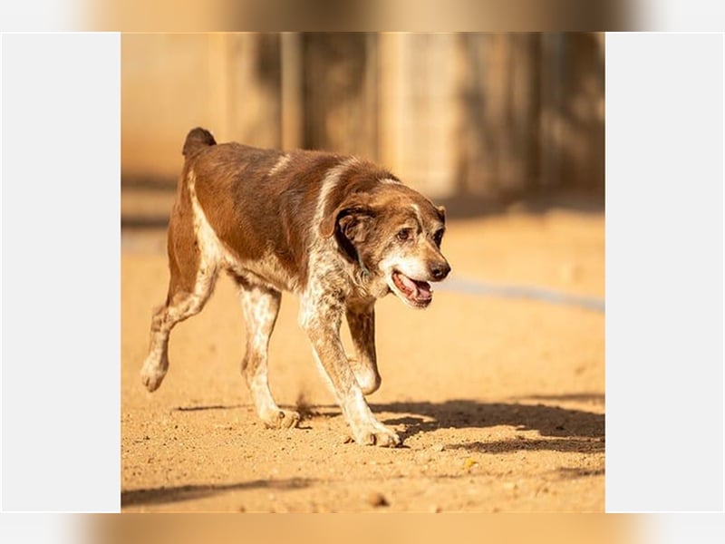 Cori - CR der ideale Hund für Senioren