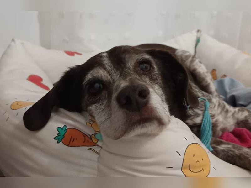 Cori - CR der ideale Hund für Senioren