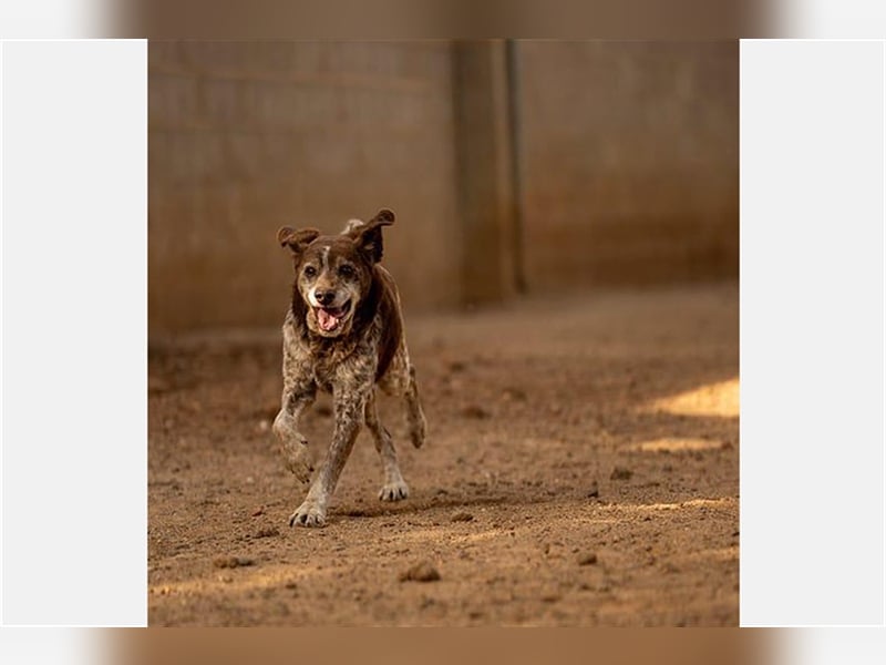 Cori - CR der ideale Hund für Senioren