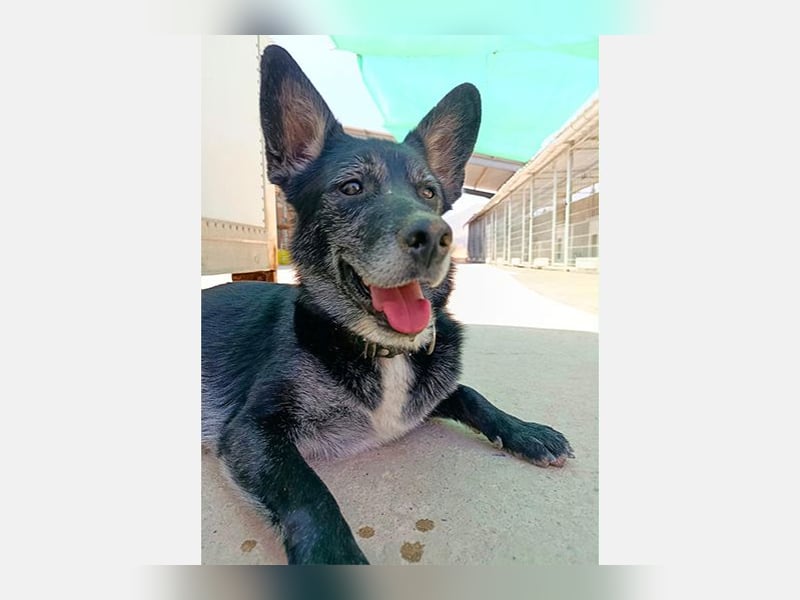 Yaki (LR) überaus freundlicher Familienhund