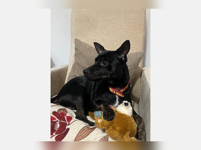 Marco (TO) bildhübscher, lebhafter und liebevoller junger Bube