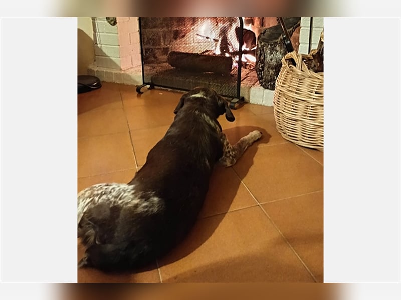 Cori - CR der ideale Hund für Senioren