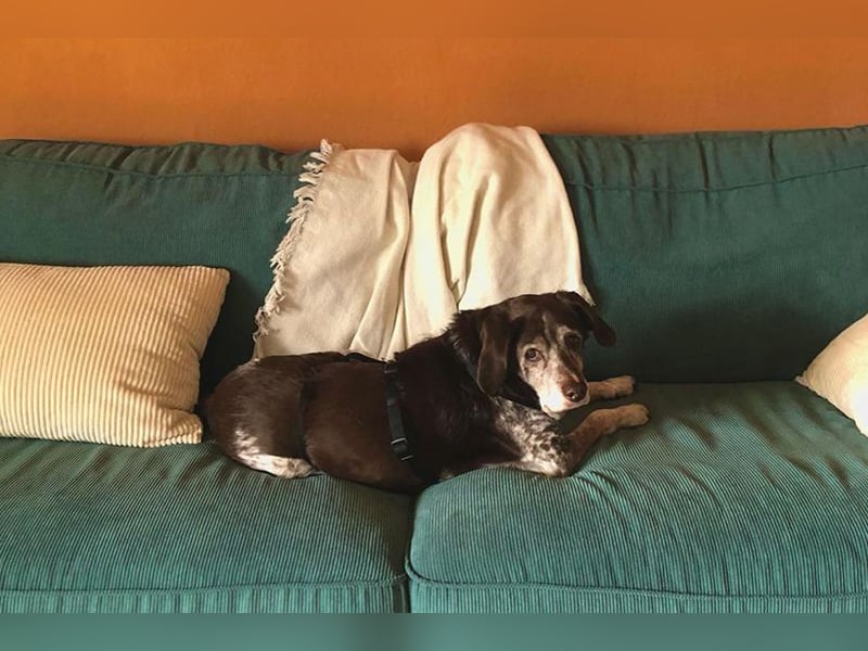 Cori - CR der ideale Hund für Senioren