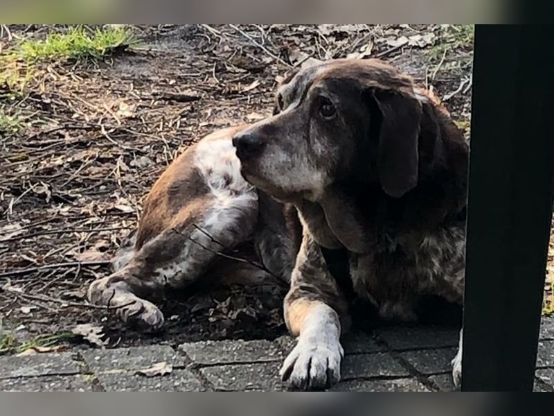 Cori - CR der ideale Hund für Senioren