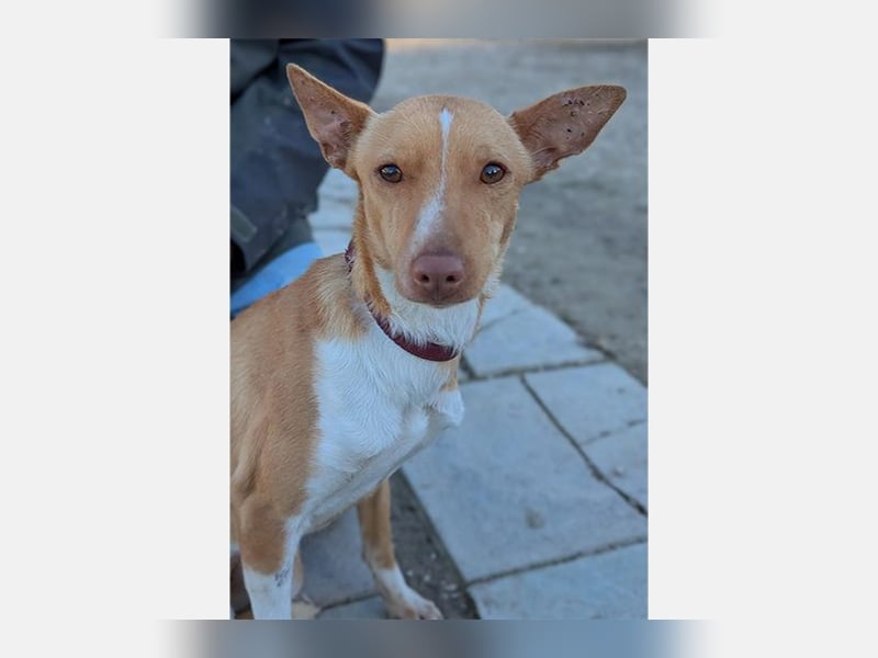 Abril (T0) süße Maus sucht ein ruhiges Zuhause