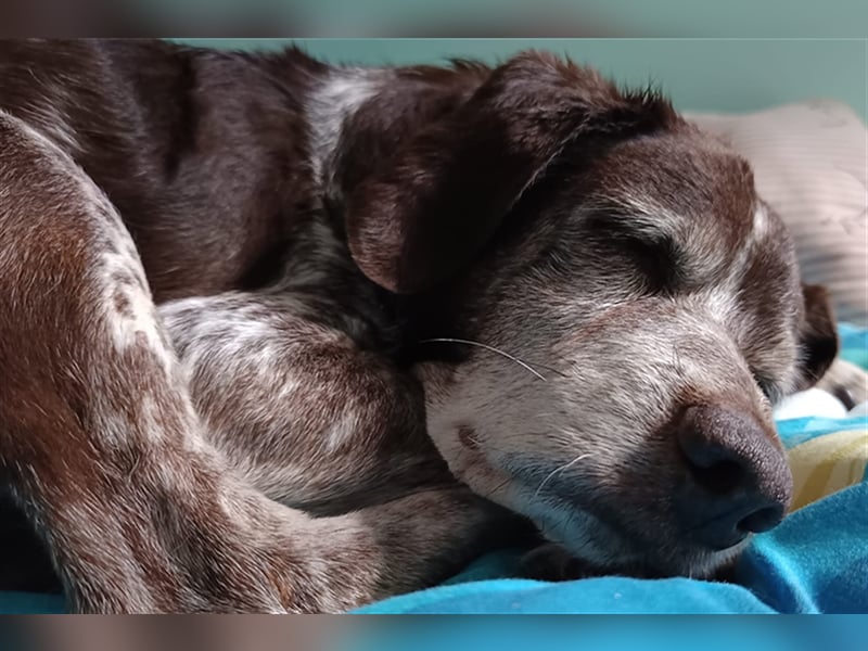 Cori - CR der ideale Hund für Senioren