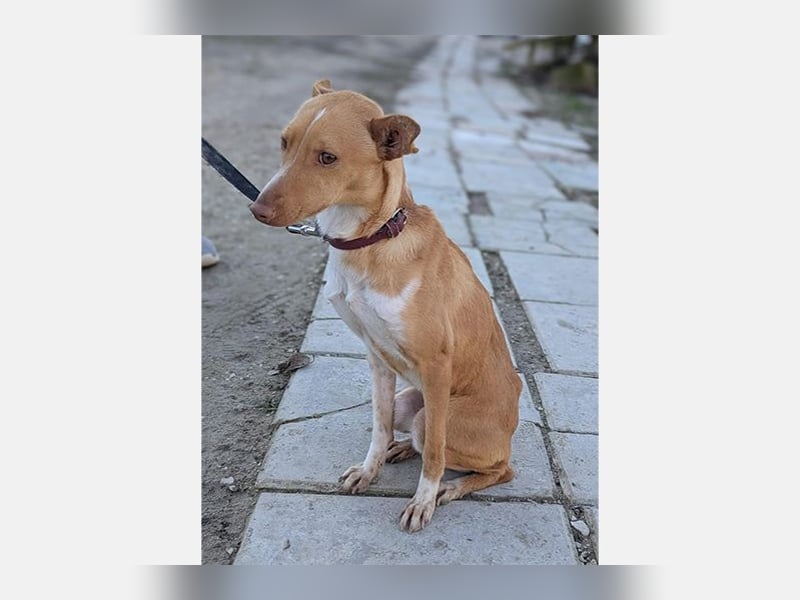 Abril (T0) süße Maus sucht ein ruhiges Zuhause