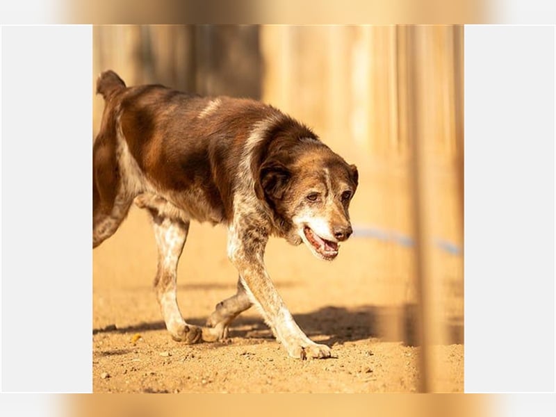 Cori - CR der ideale Hund für Senioren