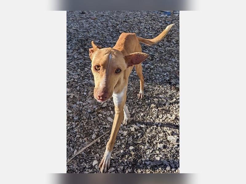 Abril (T0) süße Maus sucht ein ruhiges Zuhause