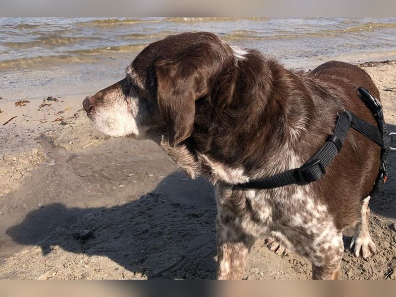 Cori - CR der ideale Hund für Senioren