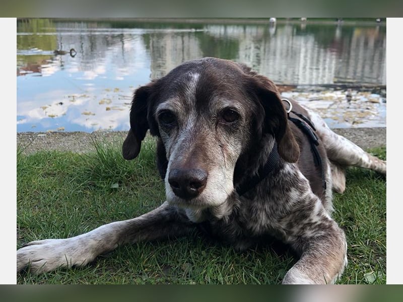 Cori - CR der ideale Hund für Senioren