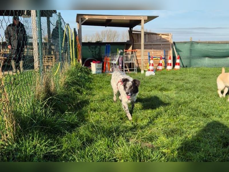 Blue(M) Agiler junger Hund, der Spaß am Leben hat