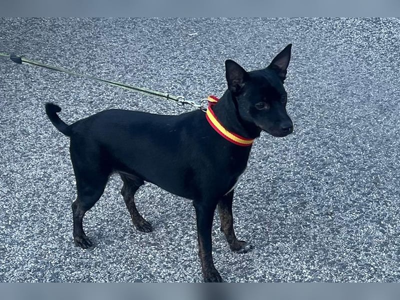 Marco (TO) bildhübscher, lebhafter und liebevoller junger Bube