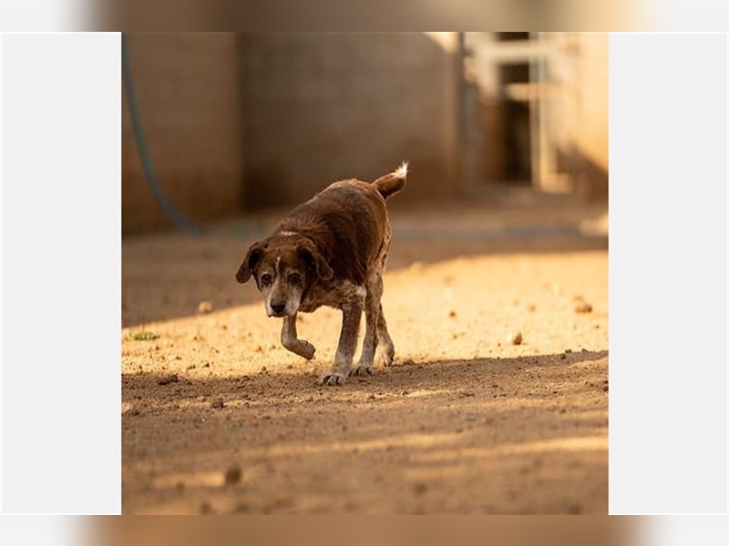 Cori - CR der ideale Hund für Senioren