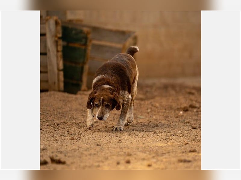 Cori - CR der ideale Hund für Senioren