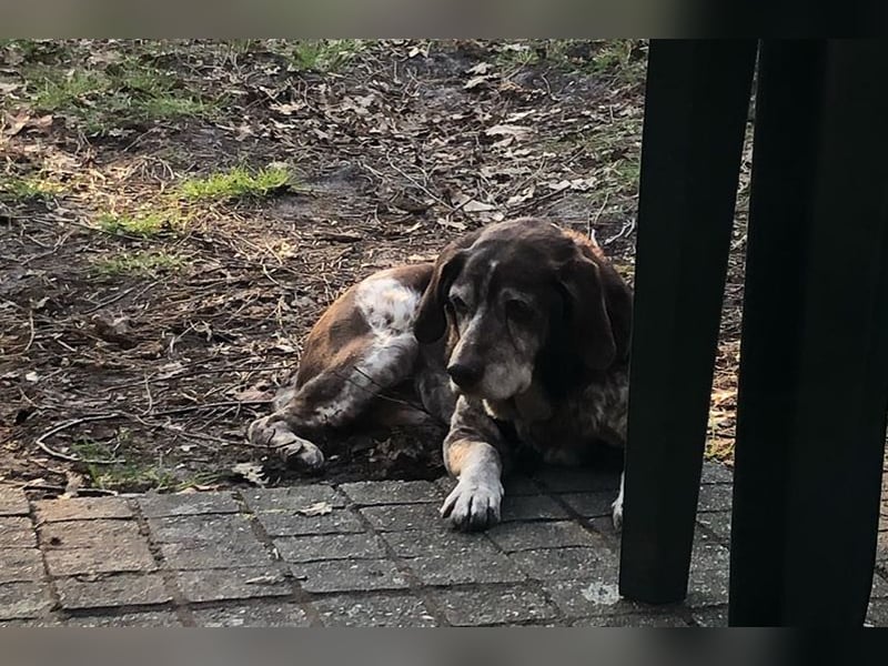 Cori - CR der ideale Hund für Senioren