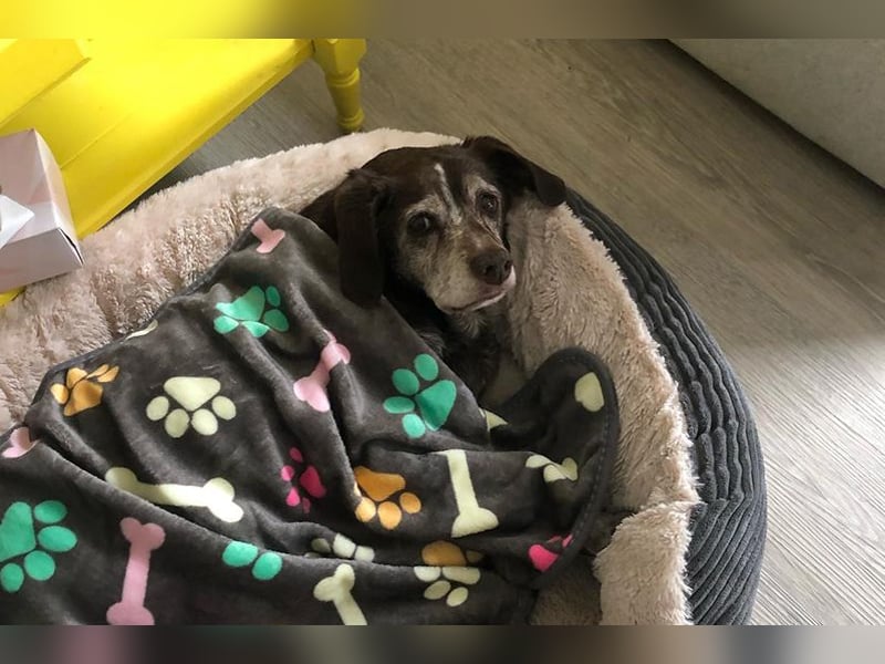 Cori - CR der ideale Hund für Senioren