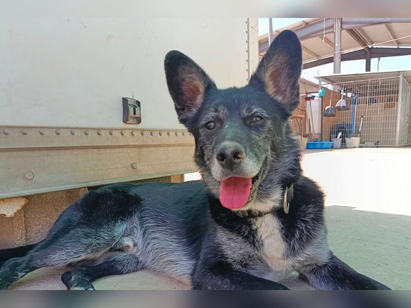 Yaki (LR) überaus freundlicher Familienhund