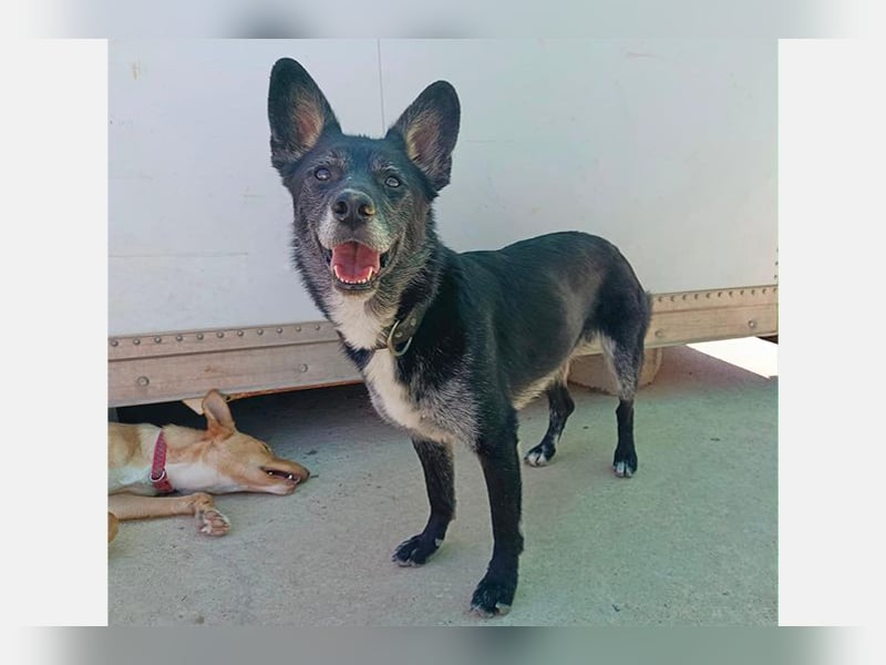 Yaki (LR) überaus freundlicher Familienhund