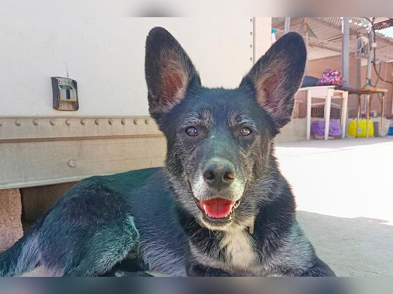 Yaki (LR) überaus freundlicher Familienhund