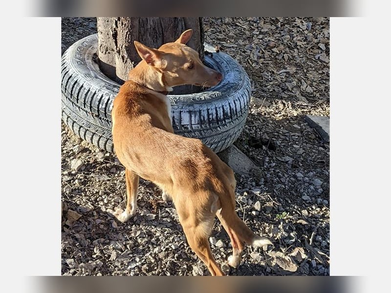 Abril (T0) süße Maus sucht ein ruhiges Zuhause